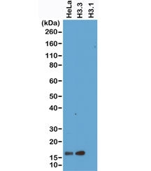 Western blot of HeLa whole cell lysate, recombinant Histone H3.3 and Histone H3.1 proteins, using re