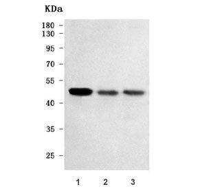 RTL3 Antibody / Retrotransposon Gag-like protein 3