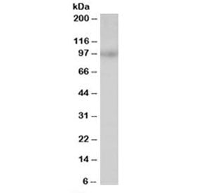 Western blot testing of Jurkat lysate with MAP4K1 antibody at 0.5ug/ml. Predicted molecular weight: 
