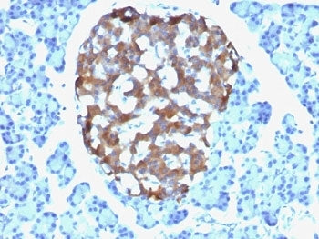 Chromogranin A Antibody