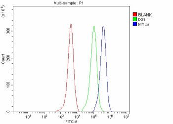 Flow Cytometry analysis of human Hela cells using anti-MYL6 antibody. Overlay histogram showing Hela