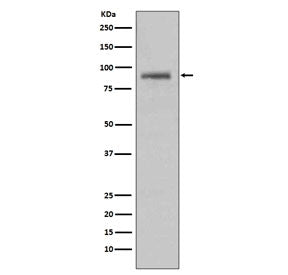 Western blot testing of human HeLa cell lysate with HSP90AA1 antibody. Predicted molecular weight: 8