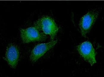 Immunofluorescent staining of FFPE human U-2 OS cells with SEZ6L antibody (green) and DAPI nuclear s