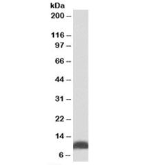 Western blot testing of HepG2 lysate with HSP10 antibody at 0.01ug/ml. Expected molecular weight: ~1