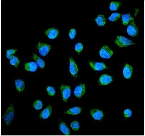 Immunofluorescent staining of FFPE human HeLa cells with PLAP antibody (green) and DAPI nuclear stai