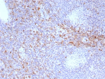 CD44 Antibody / HCAM