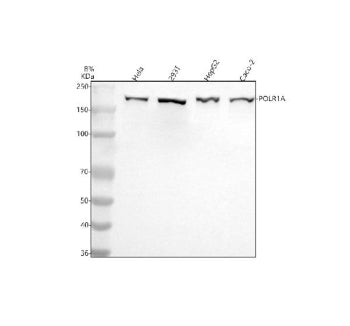 Western blot analysis of POLR1A using anti-POLR1A antibody. Lane 1: human Hela whole cell lysates, L