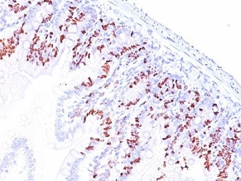 IHC: Formalin-fixed, paraffin-embedded mouse small intestine stained with anti-BrdU antibody (SPM537