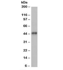 Western blot testing of human heart lysate with ACTR1B antibody at 1ug/ml. Predicted/observed molecu