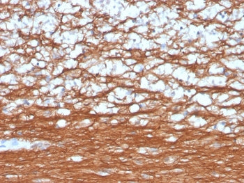 PGP9.5 / UchL1 Antibody