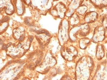 IHC staining of FFPE human placental tissue with Vascular Endothelial Growth Factor antibody (clone 