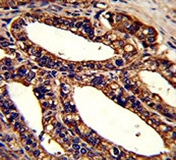 ORAI1 Antibody