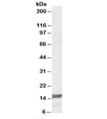 Western blot testing of K562 lysate with RPS19 antibody at 0.1ug/ml. Predicted molecular weight: ~16