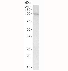 VAV3 Antibody