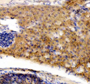 Immunohistochemical analysis of DNAJA2a/b protein using DNAJA2 antibody and paraffin-embedded zebraf