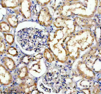 Immunohistochemical staining of TRIM10 using anti-TRIM10 antibody. TRIM10 was detected in a paraffin