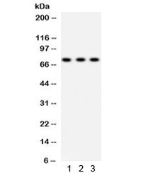 SP2 Antibody