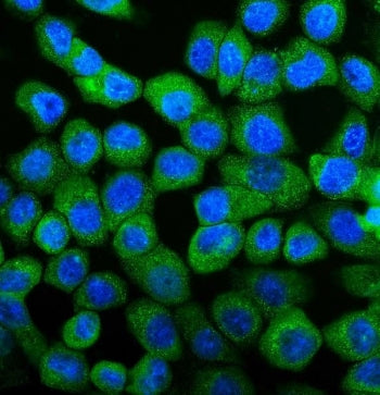 Immunofluorescent staining of FFPE human A431 cells with UBE2D1/2/3/4 antibody (green) and DAPI nucl