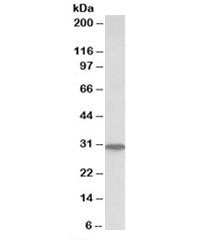 Western blot testing of human liver lysate with PNP antibody at 0.1ug/ml. Predicted molecular weight