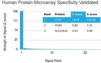 ITLN1 Antibody / Intelectin 1 / Omentin
