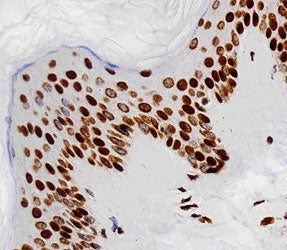 Histone H4 Antibody