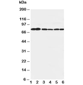 B Raf Antibody (BRAF)