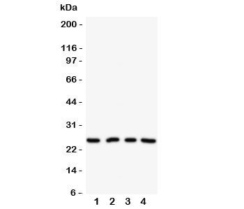 NPM2 Antibody