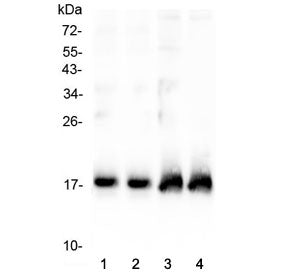 Western blot testing of two lots of rat heart lysate (lanes 1 & 2) and two lots of mouse heart lysat