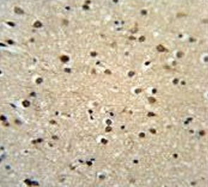 IHC testing of FFPE human brain tissue with Teashirt homolog 2 antibody. HIER: steam section in pH6 
