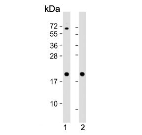 Western blot testing of human 1) HeLa and 2) HT-29 cell lysate with Ferritin heavy chain antibody. P
