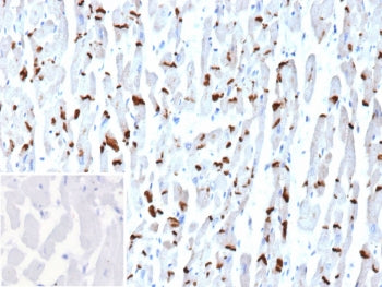 IHC staining of FFPE human heart tissue with Cadherin 2 antibody (clone CDH2/9494). Inset: PBS used 