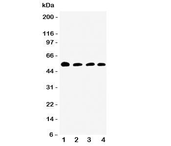 Antithrombin III Antibody
