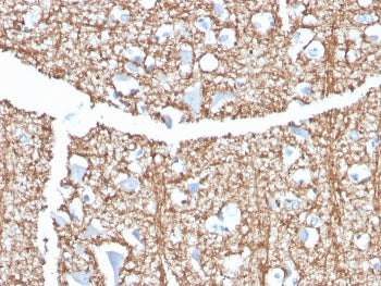 MBP Antibody / Myelin Basic Protein