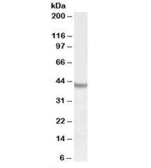 SOX3 Antibody