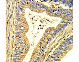 SOD1 Antibody