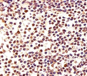 PCNA Antibody