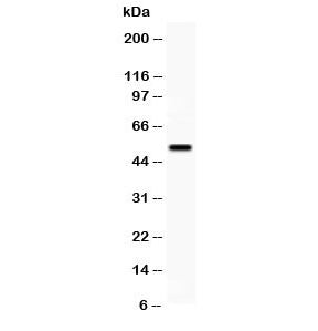 Western blot testing of VIPR1 antibody and human placenta lysate; Predicted molecular weight ~52 kDa
