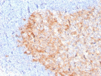 CD86 Antibody