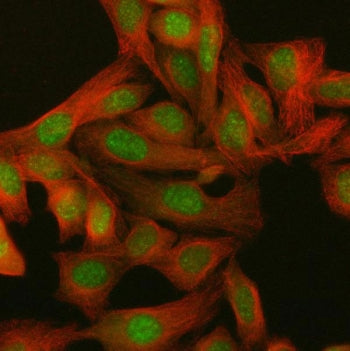 Immunofluorescent staining of FFPE human HeLa cells with PAAF1 antibody (green) and Beta Tubulin mAb