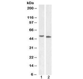 DPF2 Antibody (N-Terminal region)