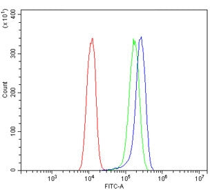 BAG5 Antibody