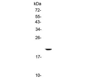 Western blot testing of 1ng of mouse recombinant protein with IL17C antibody at 0.5ug/ml. Predicted 