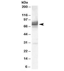 Western blot testing of 293 lysate with IFT74 antibody at 0.3ug/ml. Predicted molecular weight: ~69 