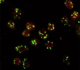 Drosophila S2 cells stained with Lava lamp antibody (red, AlexaFluor 555) and costained with MG130 r