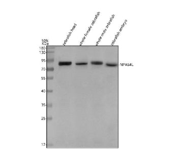 Western blot analysis of Npas4l protein using Zebrafish Npas4l antibody and 1) zebrafish head, 2) wh