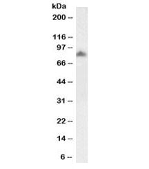 Western blot testing of human frontal cortex lysate with biotinylated SCARB2 antibody at 1ug/ml. Pre