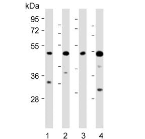 Western blot testing of 1) human PC-3, 2) human U-251 MG, 3) mouse NIH 3T3 and 4) mouse heart lysate