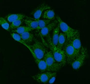 GRP75 Antibody