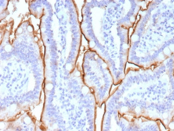 IHC staining of FFPE human small intestine tissue with Mucin 13 antibody (clone MUC13/13113). HIER: 