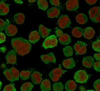Immunofluorescent staining of PFA-fixed human K562 cells with Calponin antibody (green, clone CLPN5-